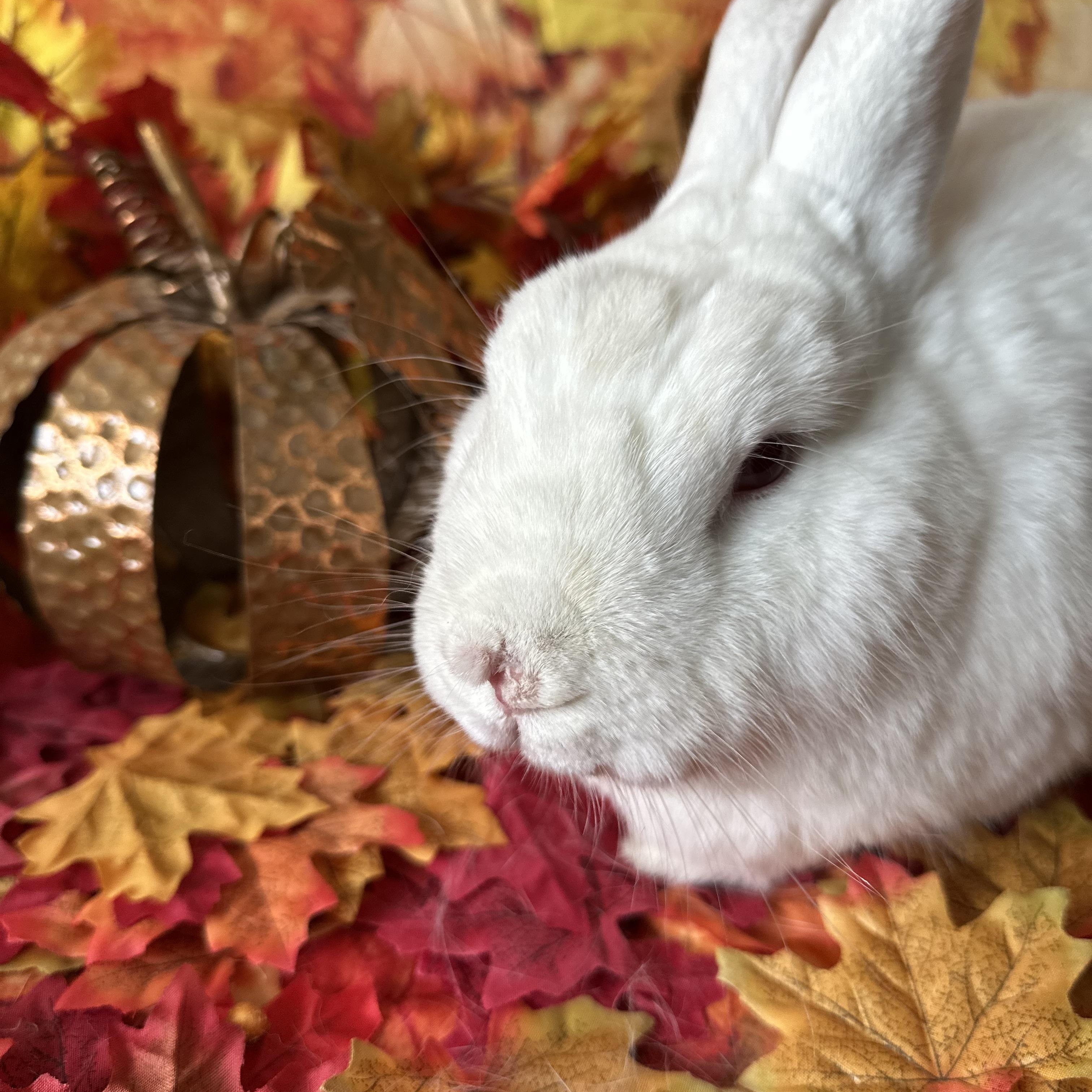 Enlarge Sarah, a Adoptable Bunny Rabbit in Northampton, MA image 1/1