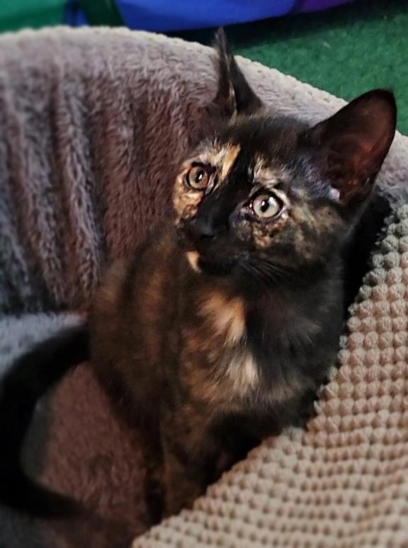 Roxy, an adoptable Domestic Short Hair in Asheville, NC_image-1