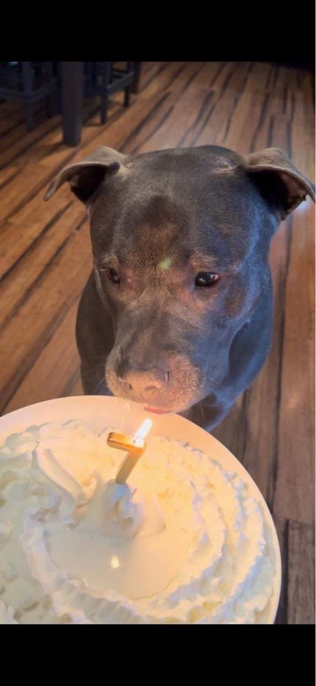 Enlarge Skye (fka Pebbles), a Adoptable American Bully in Pottstown, PA image 1/14