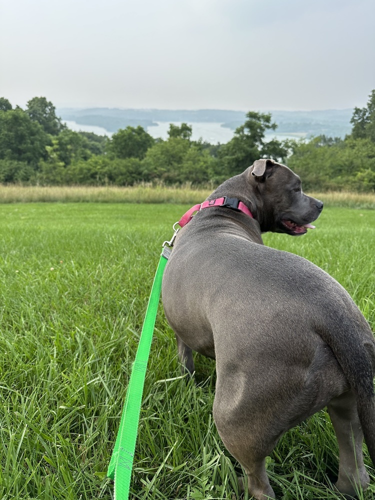 Enlarge Skye (fka Pebbles), a Adoptable American Bully in Pottstown, PA image 3/14