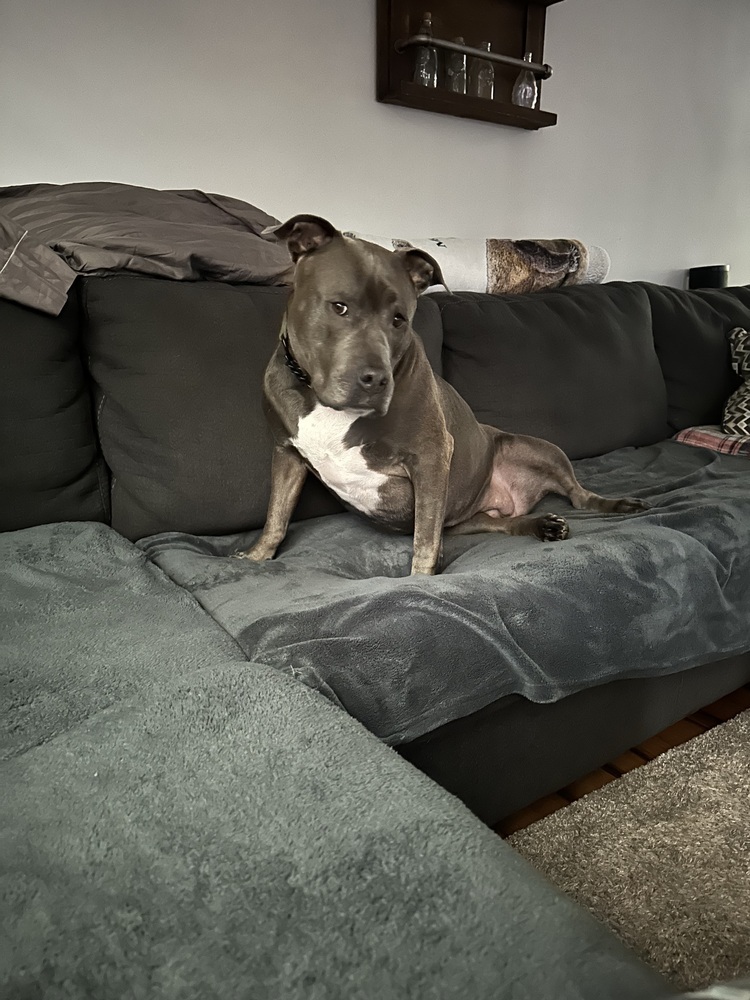 Enlarge Skye (fka Pebbles), a Adoptable American Bully in Pottstown, PA image 4/14