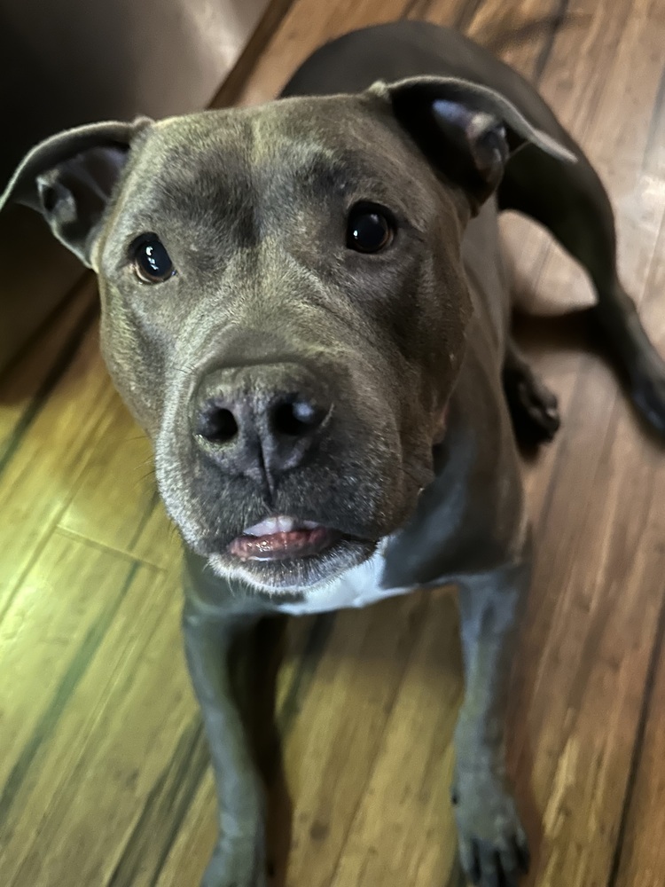 Enlarge Skye (fka Pebbles), a Adoptable American Bully in Pottstown, PA image 5/14