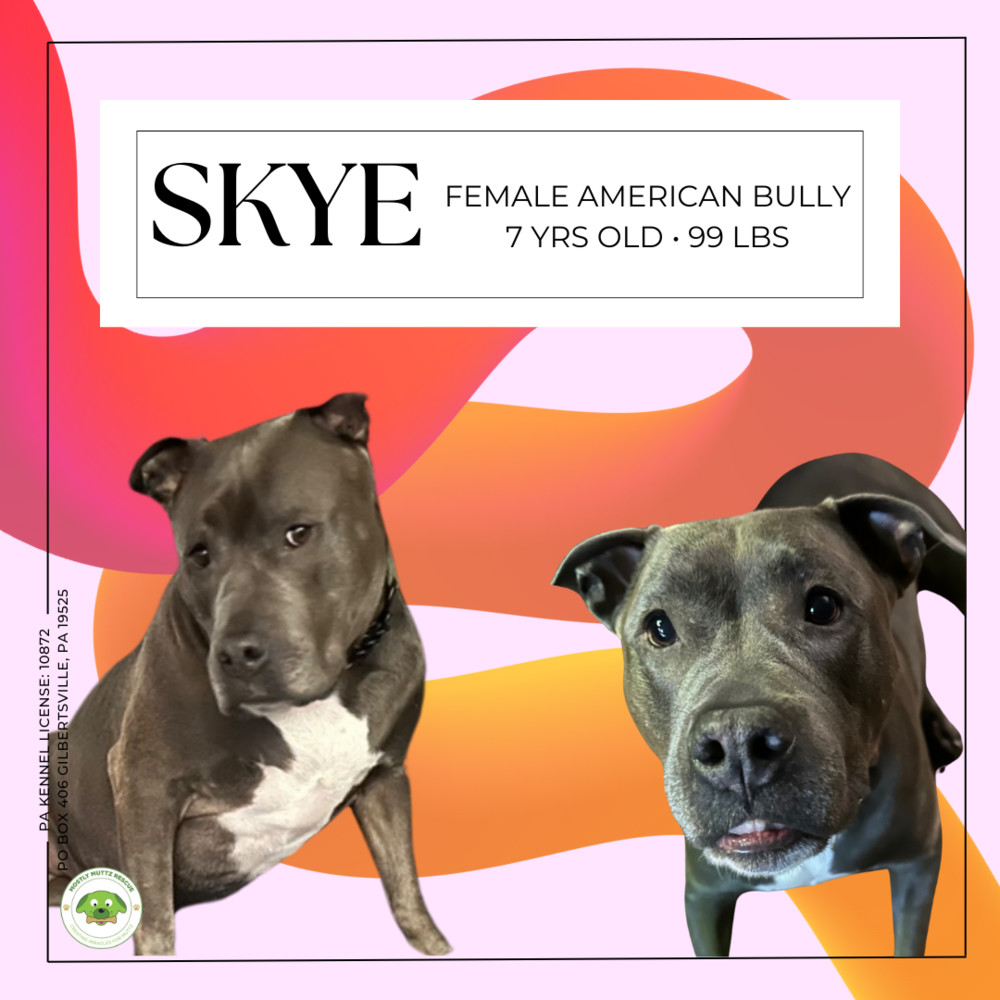 Enlarge Skye (fka Pebbles), a Adoptable American Bully in Pottstown, PA image 6/14