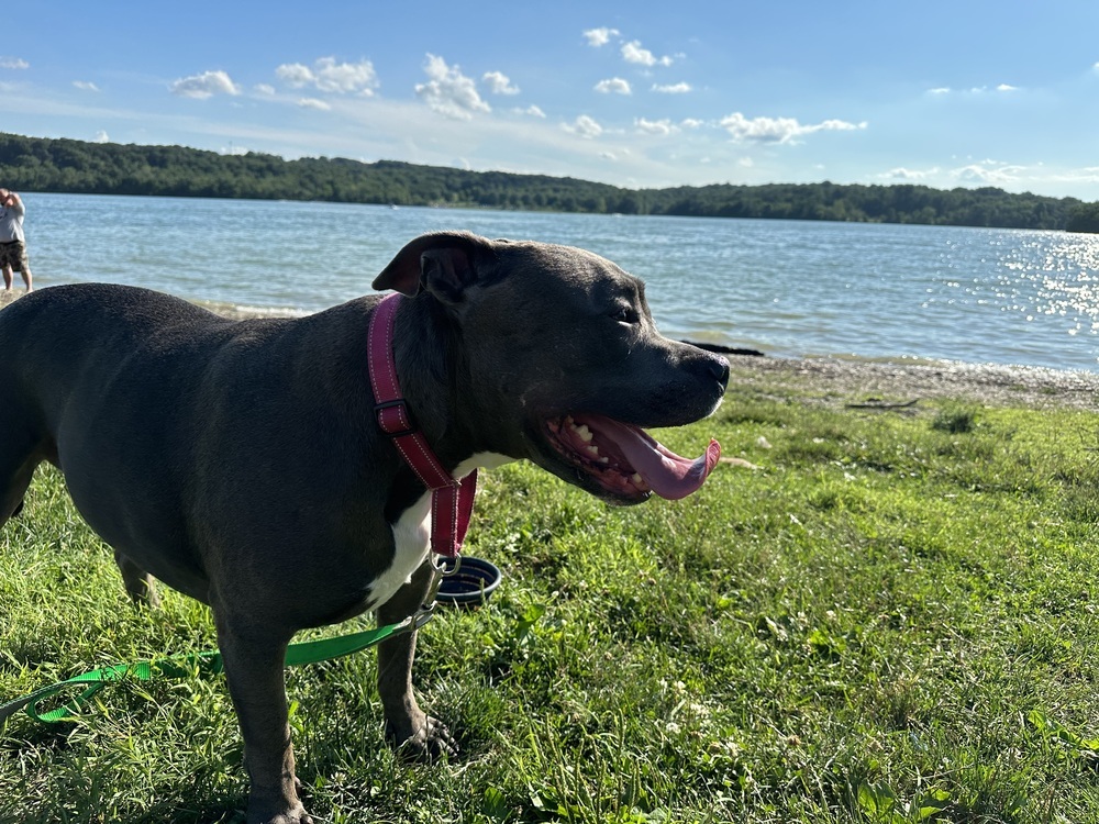 Enlarge Skye (fka Pebbles), a Adoptable American Bully in Pottstown, PA image 7/14