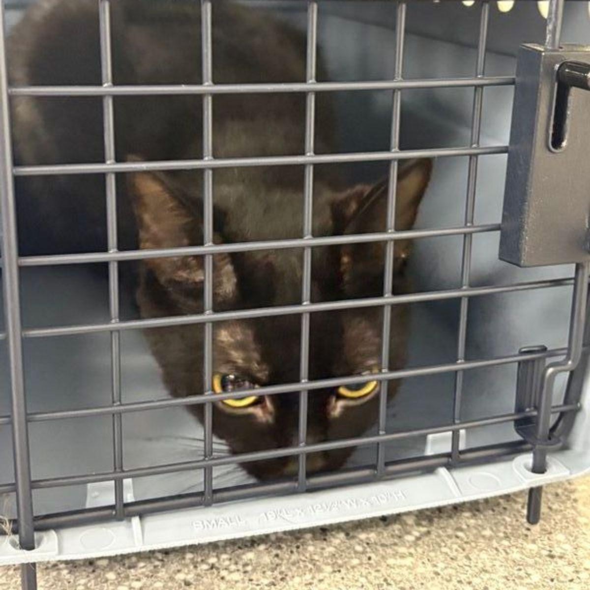 Boo, Adoptable, Adult Female Domestic Short Hair.