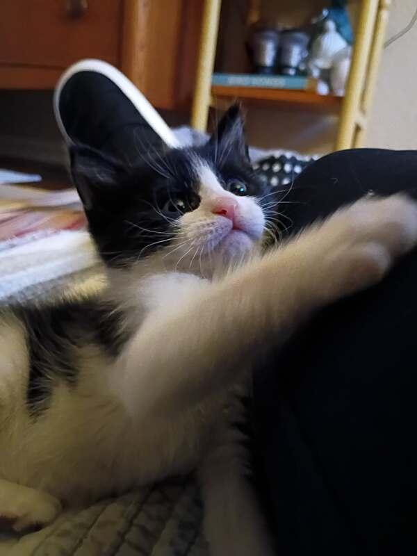 Ozzy, a ADOPTABLE Tuxedo in Cut Bank, MT image 4/4