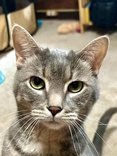 Enlarge Lilith & Blair, a Adoptable Domestic Short Hair in Andover, CT image 3/5