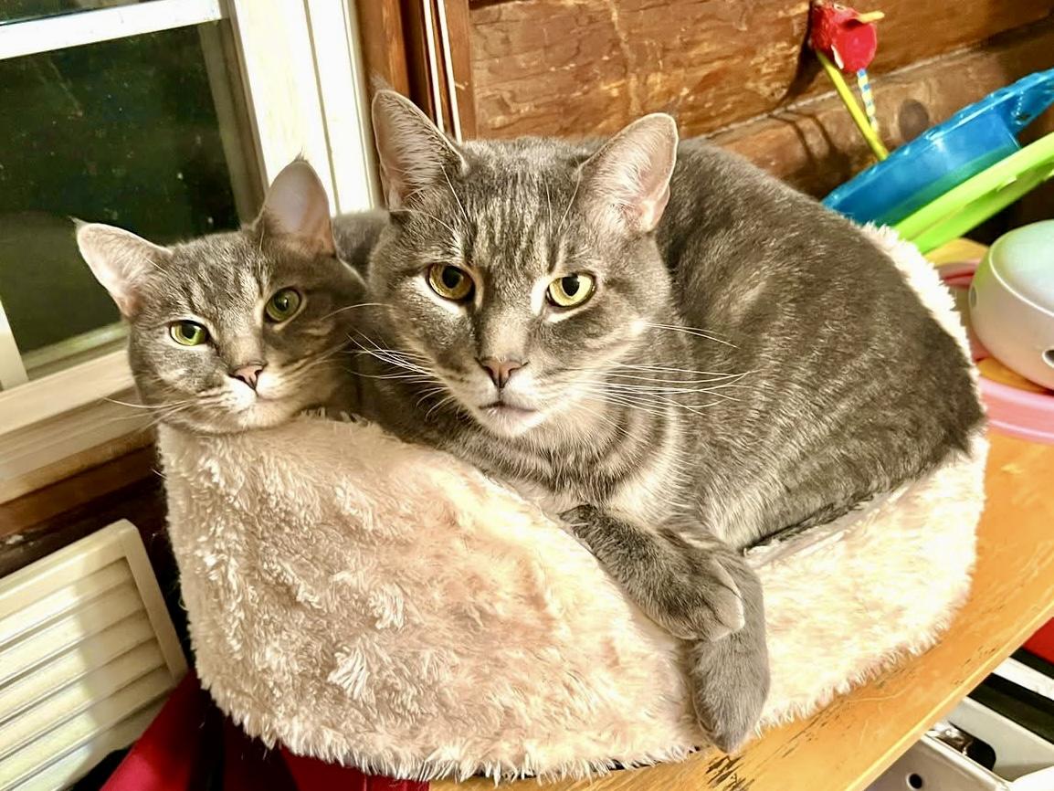 Enlarge Lilith & Blair, a Adoptable Domestic Short Hair in Andover, CT image 2/5