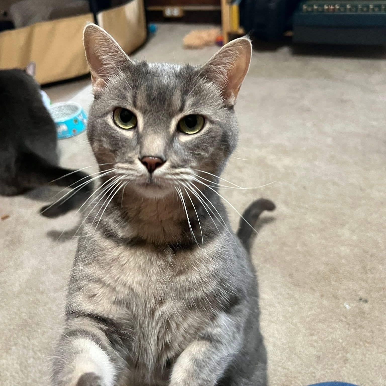 Lilith & Blair, Adoptable, Adult Female Domestic Short Hair.