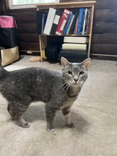 Enlarge Lilith & Blair, a Adoptable Domestic Short Hair in Andover, CT image 4/5