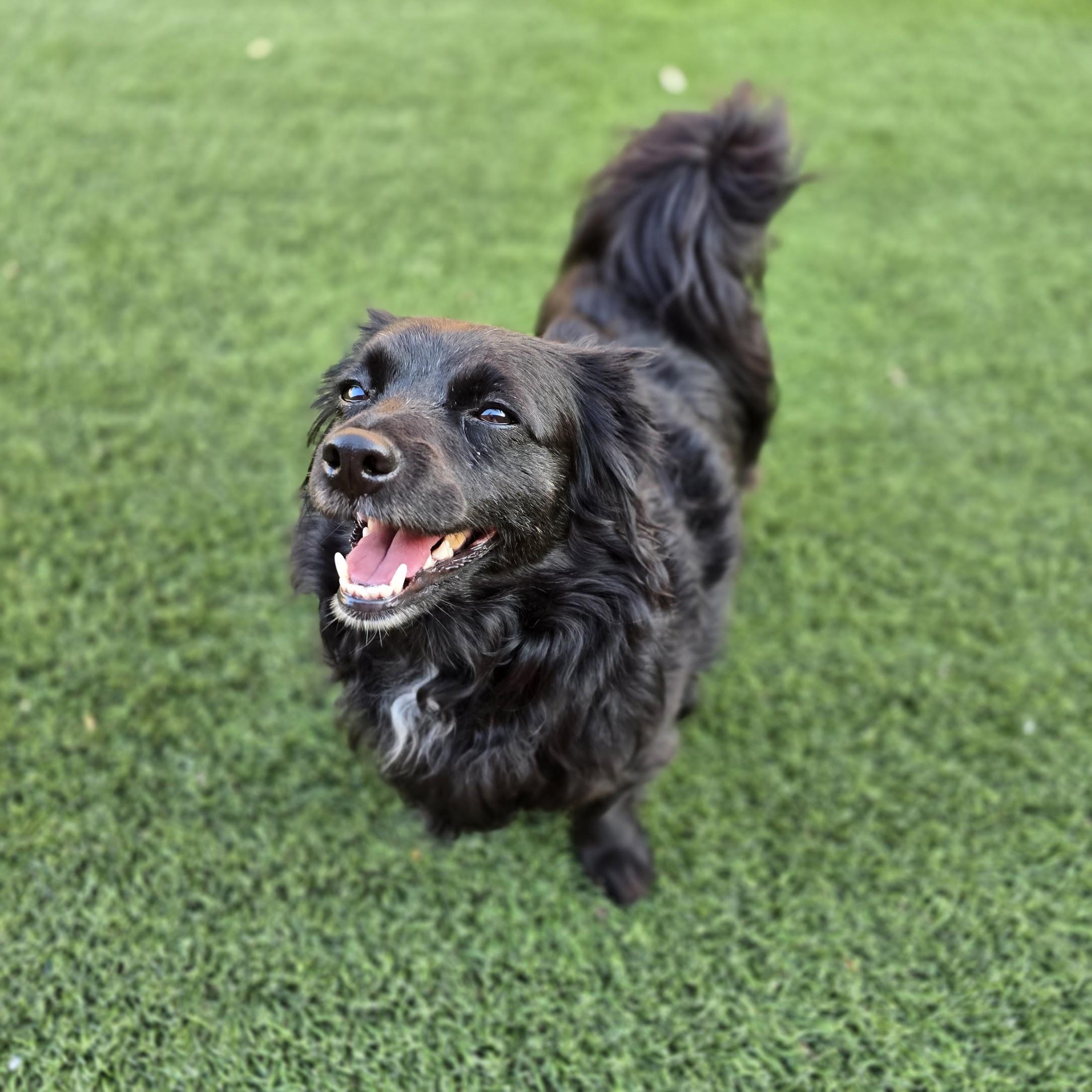 Fiona, Adopted, Adult Female Chiweenie & Spaniel.