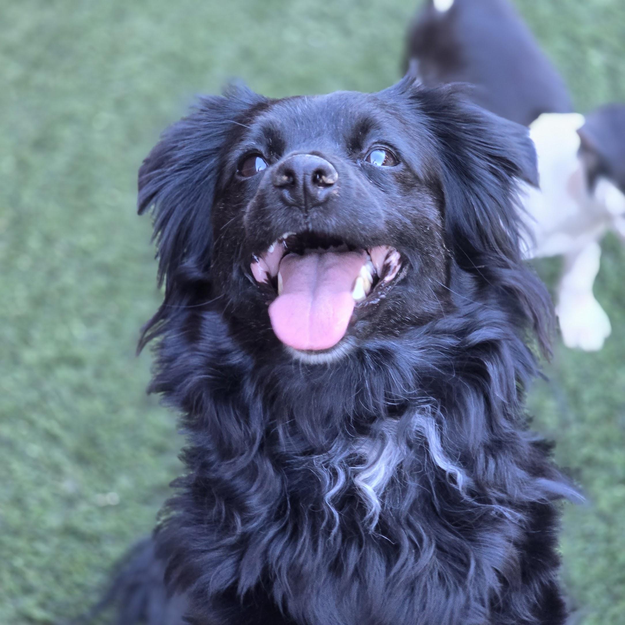 Enlarge Fiona, a Adopted mixed breed in Milwaukee, WI image 3/6