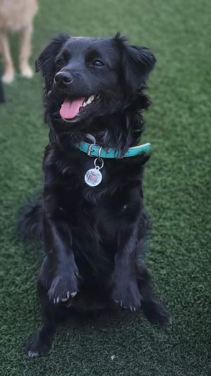 Enlarge Fiona, a Adopted mixed breed in Milwaukee, WI image 2/6