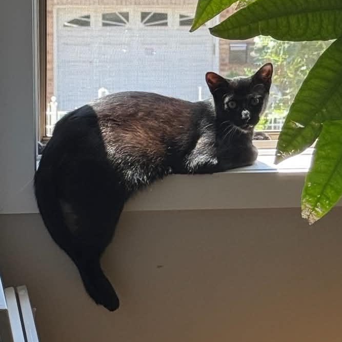 Nino, a Adoptable Domestic Short Hair in North Bergen, NJ image 2/6