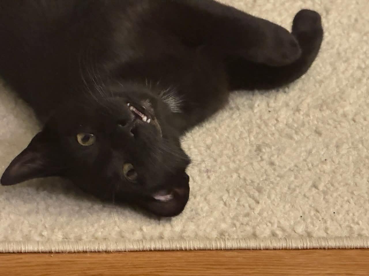 Nino, a Adoptable Domestic Short Hair in North Bergen, NJ image 3/6