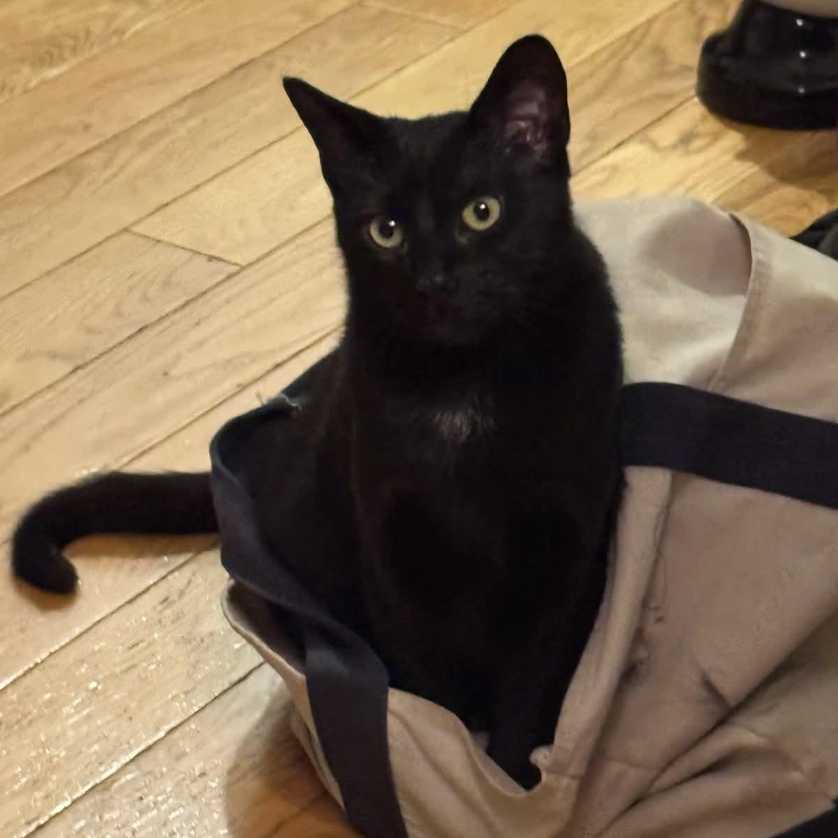 Nino, Adoptable, Young Male Domestic Short Hair.