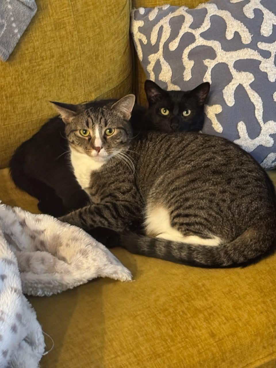 Nino, a Adoptable Domestic Short Hair in North Bergen, NJ image 6/6