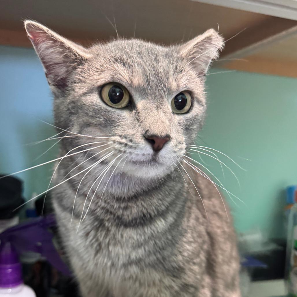 Stacie, Adoptable, Adult Female Domestic Short Hair.