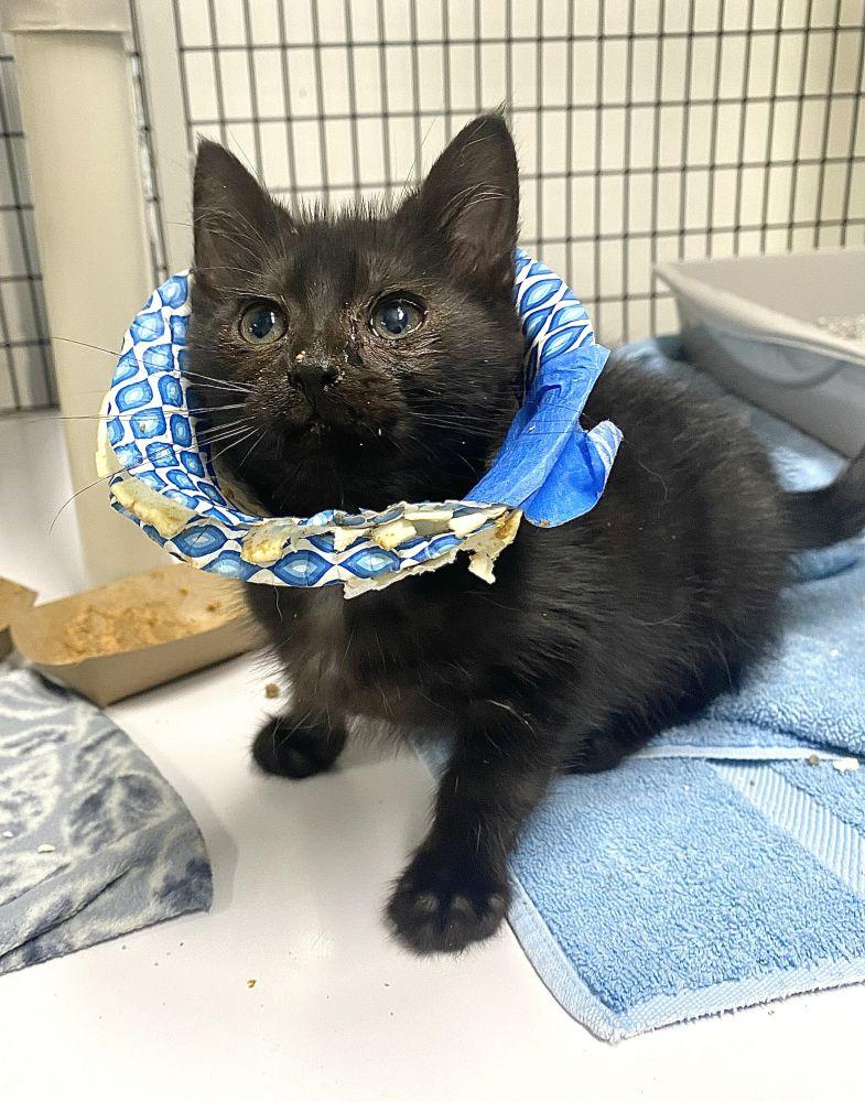 Zelda, Adoptable, Kitten Female Domestic Short Hair.