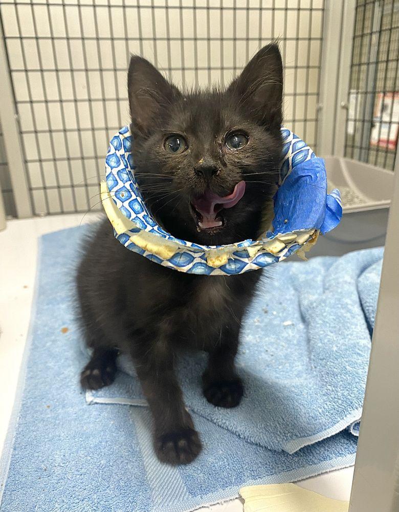 Enlarge Zelda, a Adoptable Domestic Short Hair in Alexandria, VA image 2/2