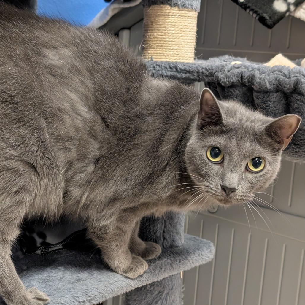 Gloria, Adoptable, Adult Female Domestic Short Hair.