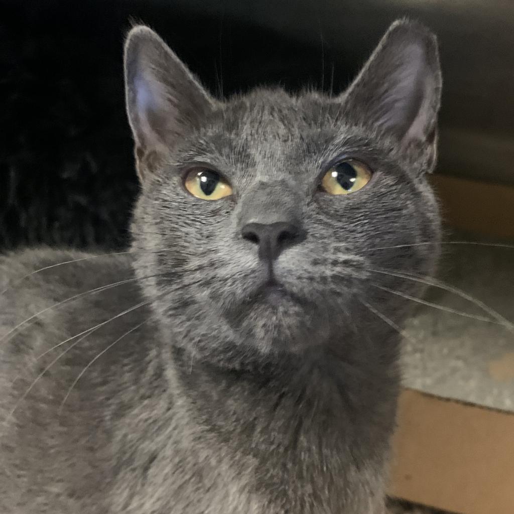 Gloria, Adoptable, Adult Female Domestic Short Hair.