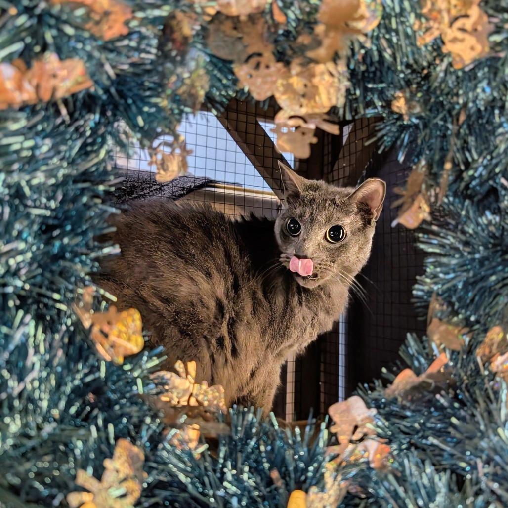 Enlarge Gloria, a Adoptable mixed breed in Titusville, FL image 3/4