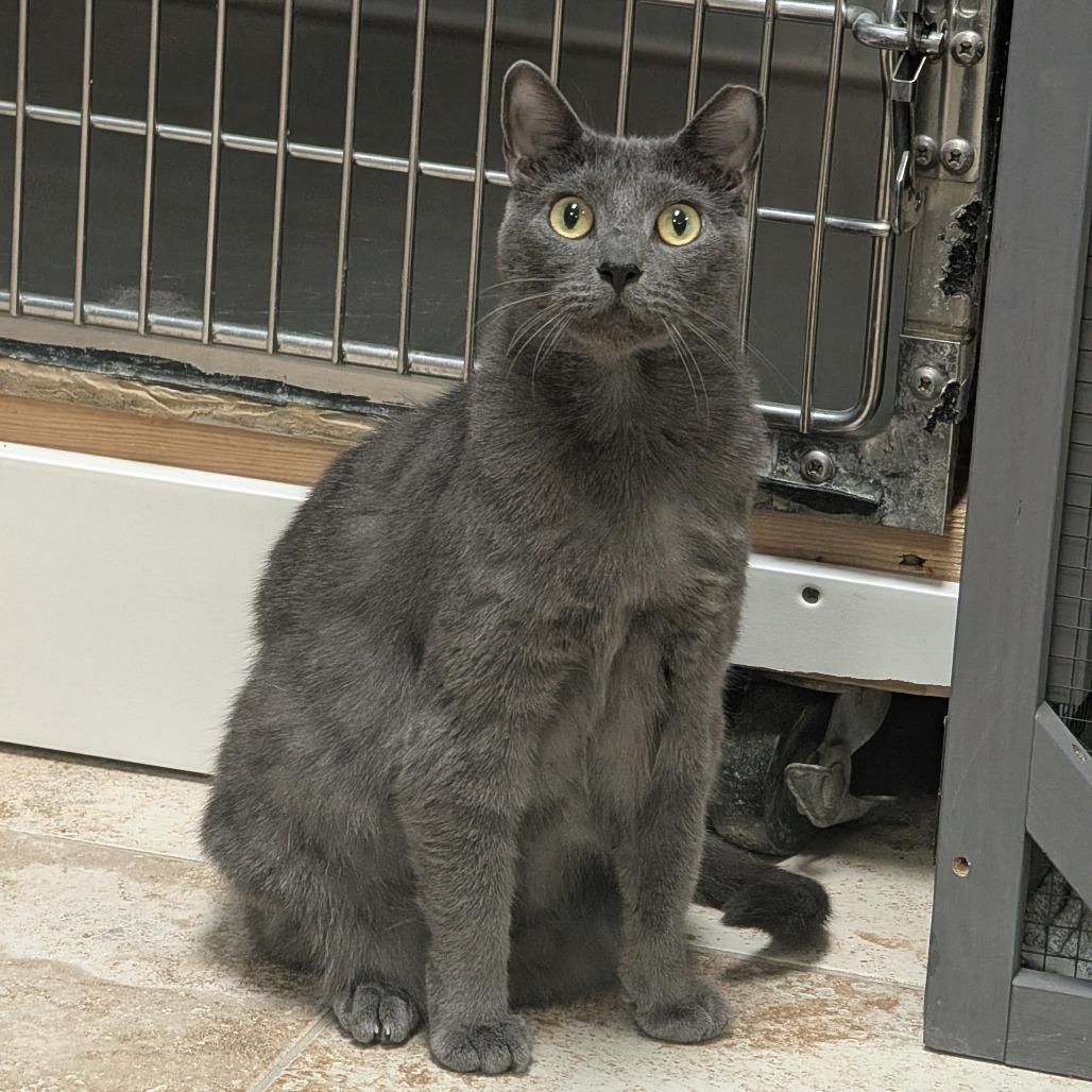 Enlarge Gloria, a Adoptable mixed breed in Titusville, FL image 4/4