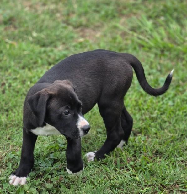 Enlarge Hoshi Sato, an adopted mixed breed in Enfield , CT image 2/4