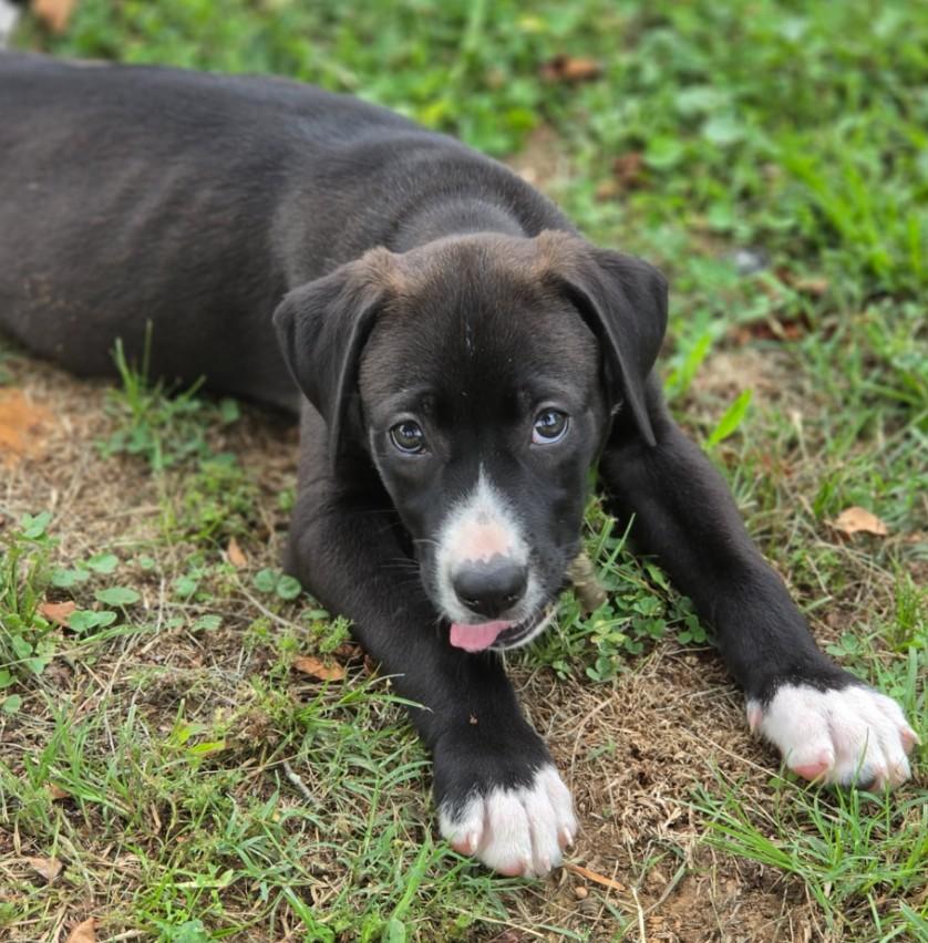 Enlarge Hoshi Sato, an adopted mixed breed in Enfield , CT image 4/4