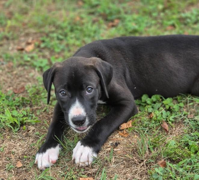 Enlarge Hoshi Sato, an adopted mixed breed in Enfield , CT image 3/4