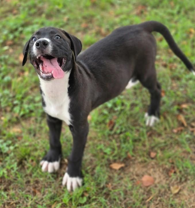 Enlarge Hoshi Sato, an adopted mixed breed in Enfield , CT image 1/4