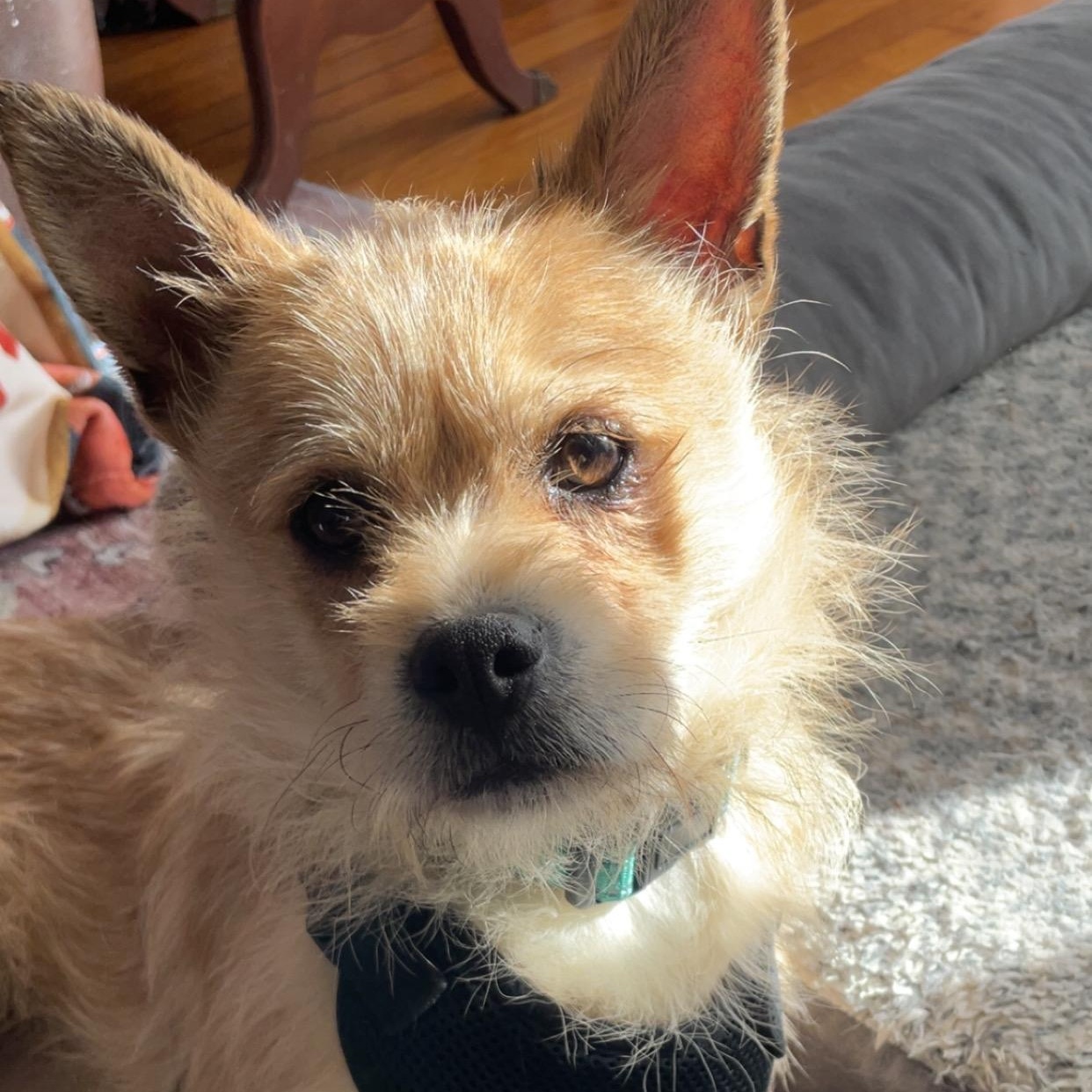 Toby, an adoptable Terrier in Charlotte, NC image 5/6