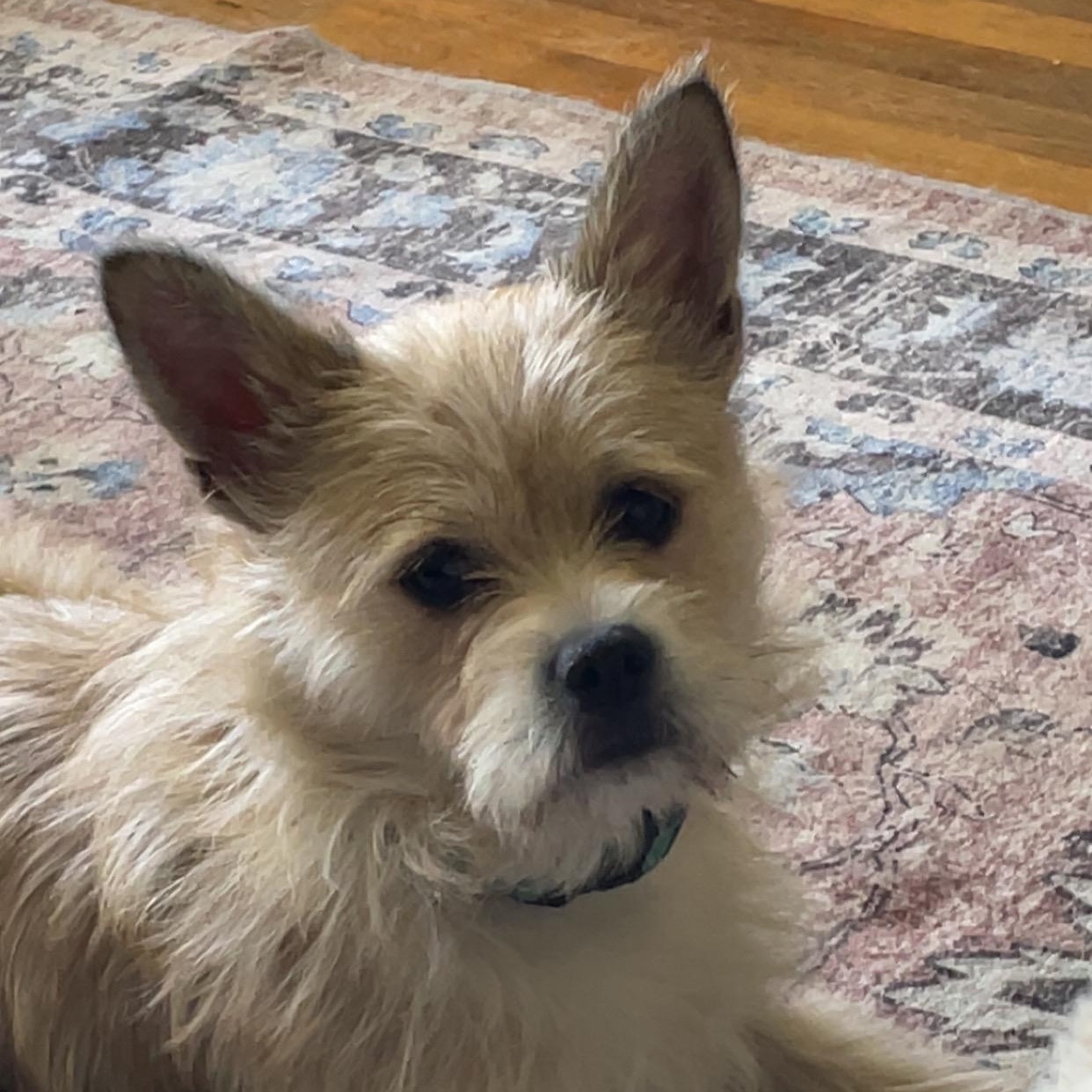 Toby, adoptable, Young Male Terrier.