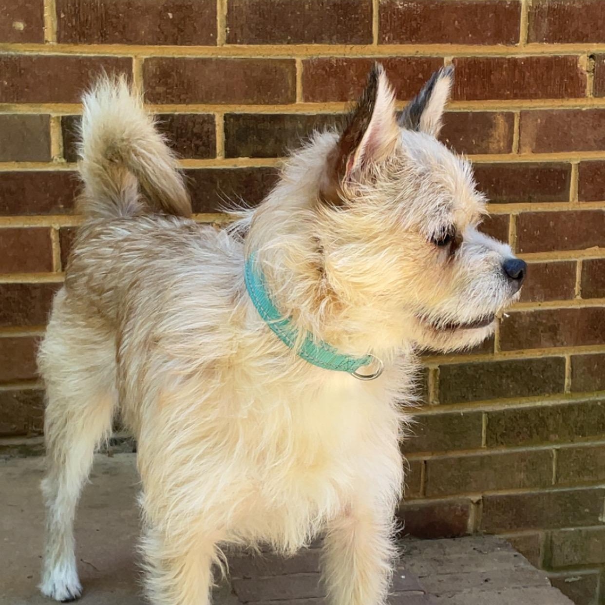 Toby, an adoptable Terrier in Charlotte, NC image 3/6