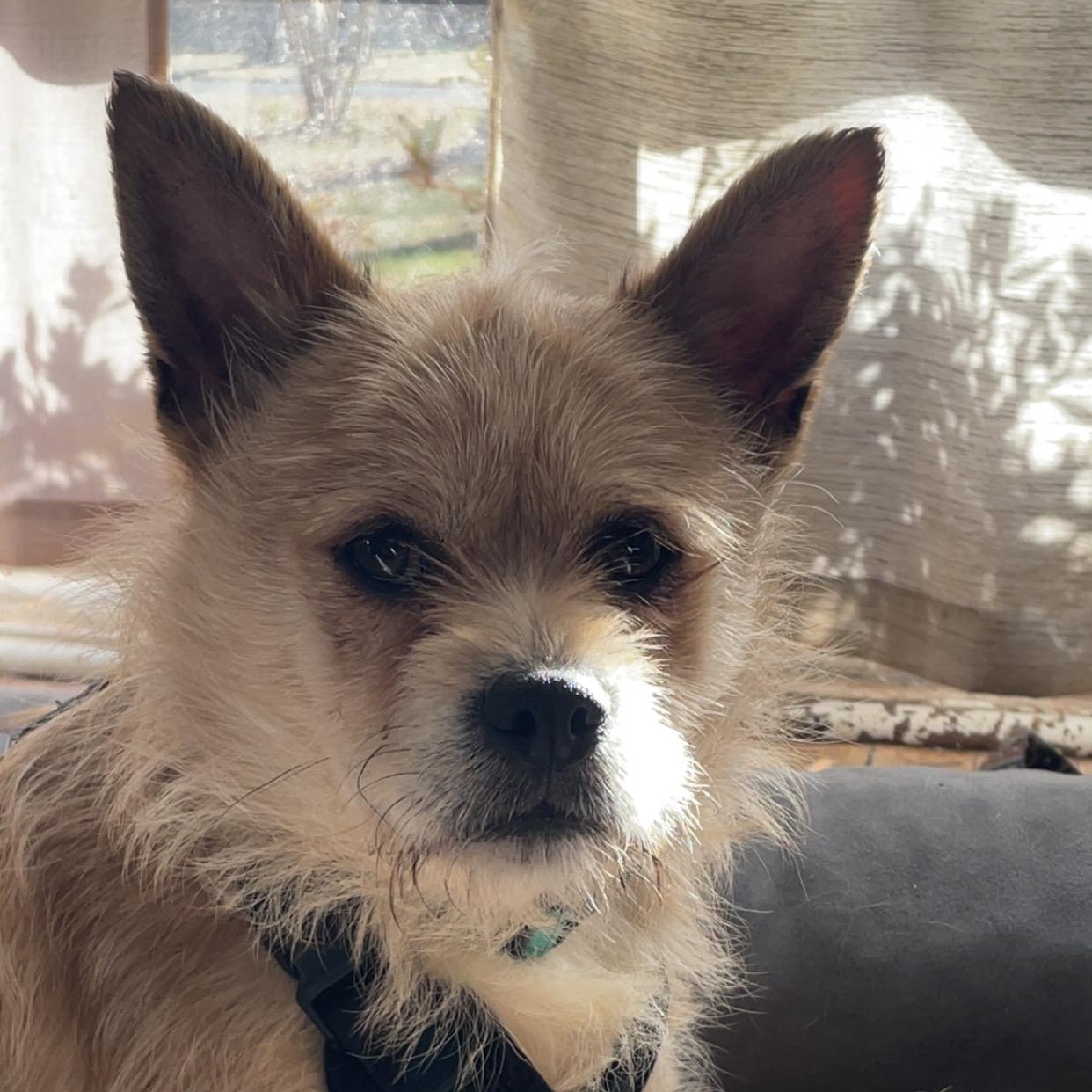 Toby, an adoptable Terrier in Charlotte, NC image 2/6