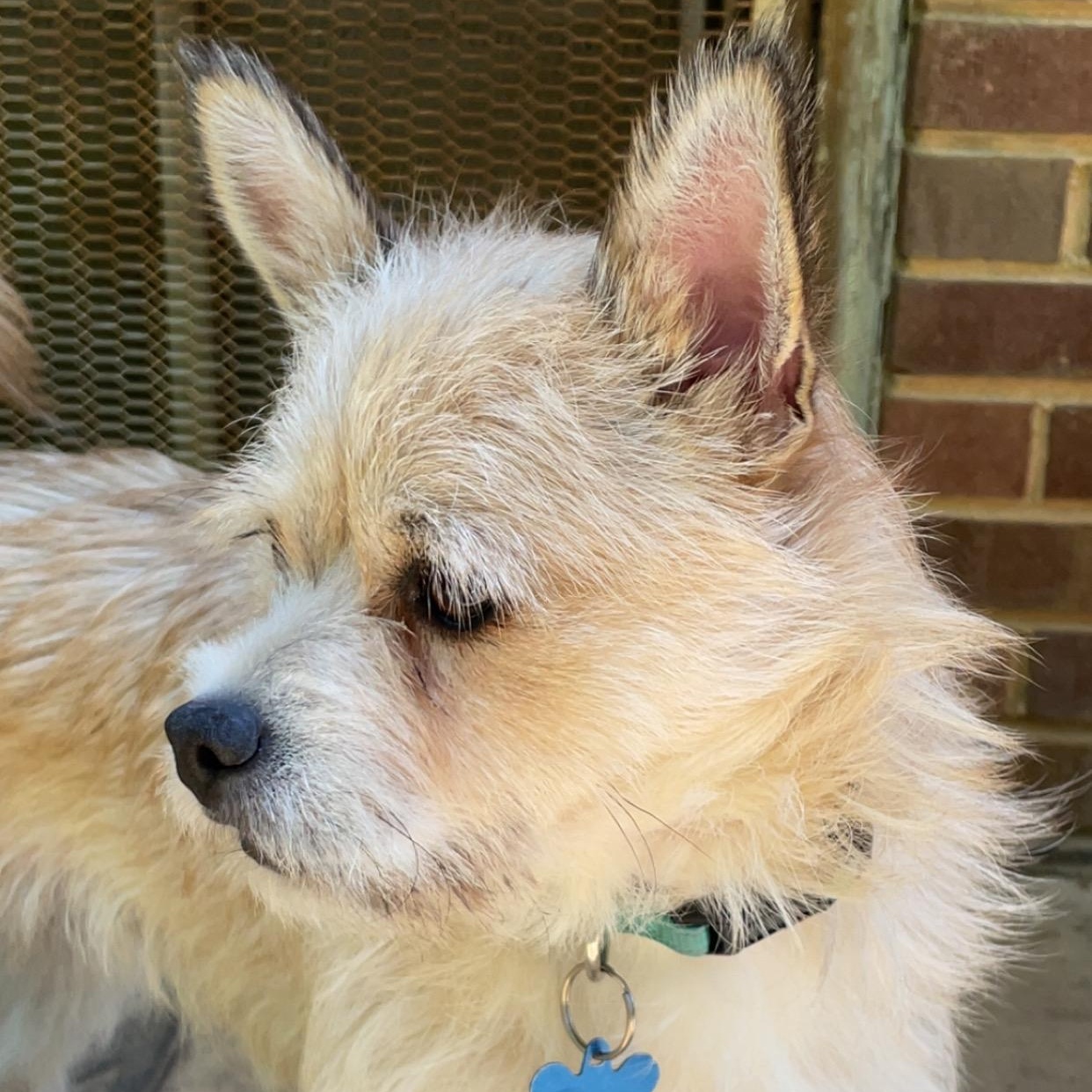 Toby, an adoptable Terrier in Charlotte, NC image 6/6