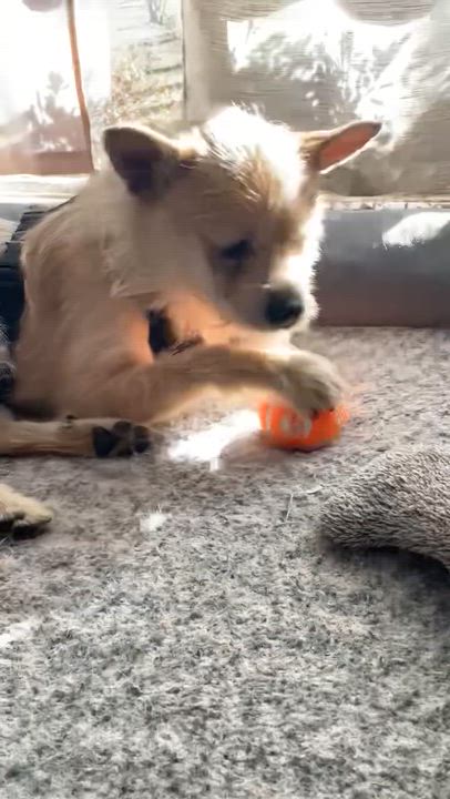 Enlarge Toby, an adoptable Terrier in Charlotte, NC video 4/6