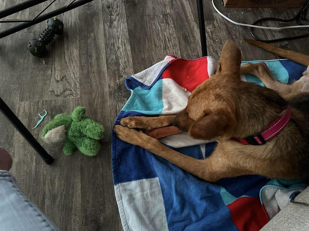 Enlarge Enchantee Isla, a Adoptable mixed breed in Sealy, TX image 1/6