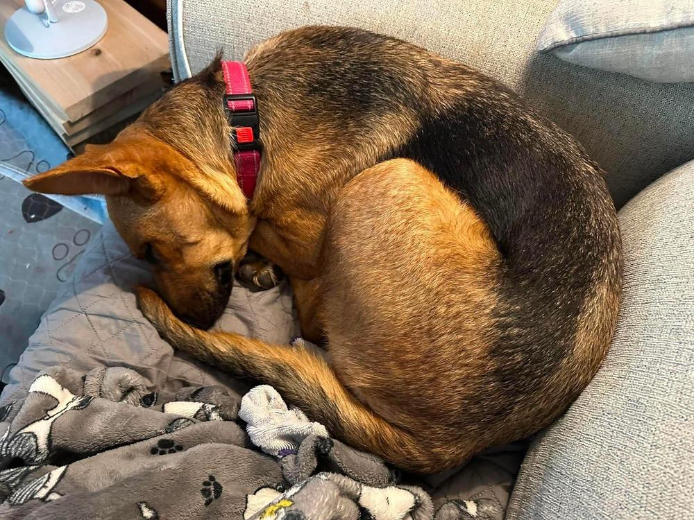 Enlarge Enchantee Isla, a Adoptable mixed breed in Sealy, TX image 2/6