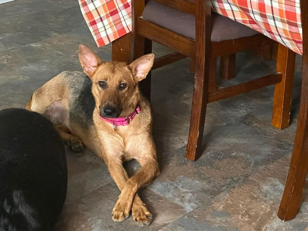 Enlarge Enchantee Isla, a Adoptable mixed breed in Sealy, TX image 3/6