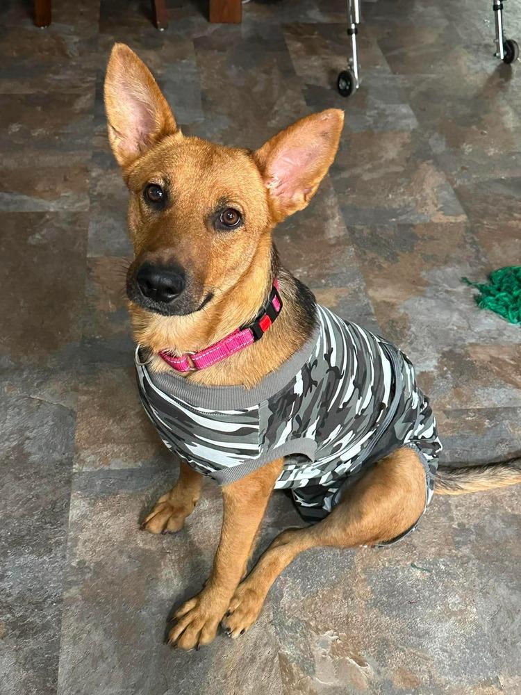 Enlarge Enchantee Isla, a Adoptable mixed breed in Sealy, TX image 4/6