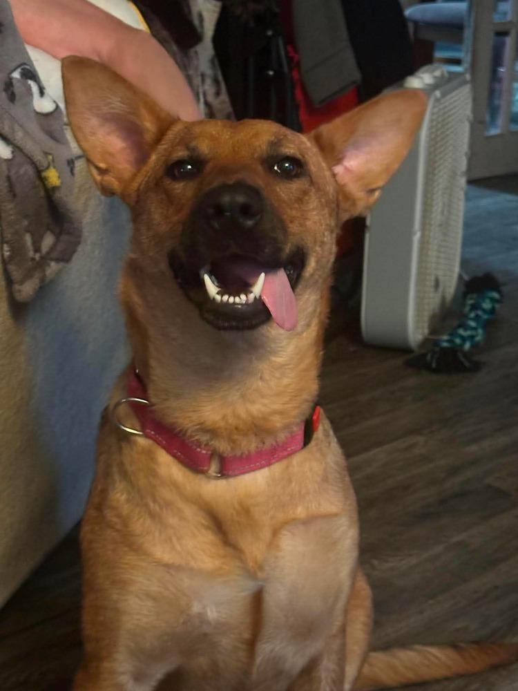 Enlarge Enchantee Isla, a Adoptable mixed breed in Sealy, TX image 5/6