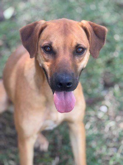 Enlarge SUGARBEAR, a ADOPTABLE mixed breed in North York, ON image 1/4