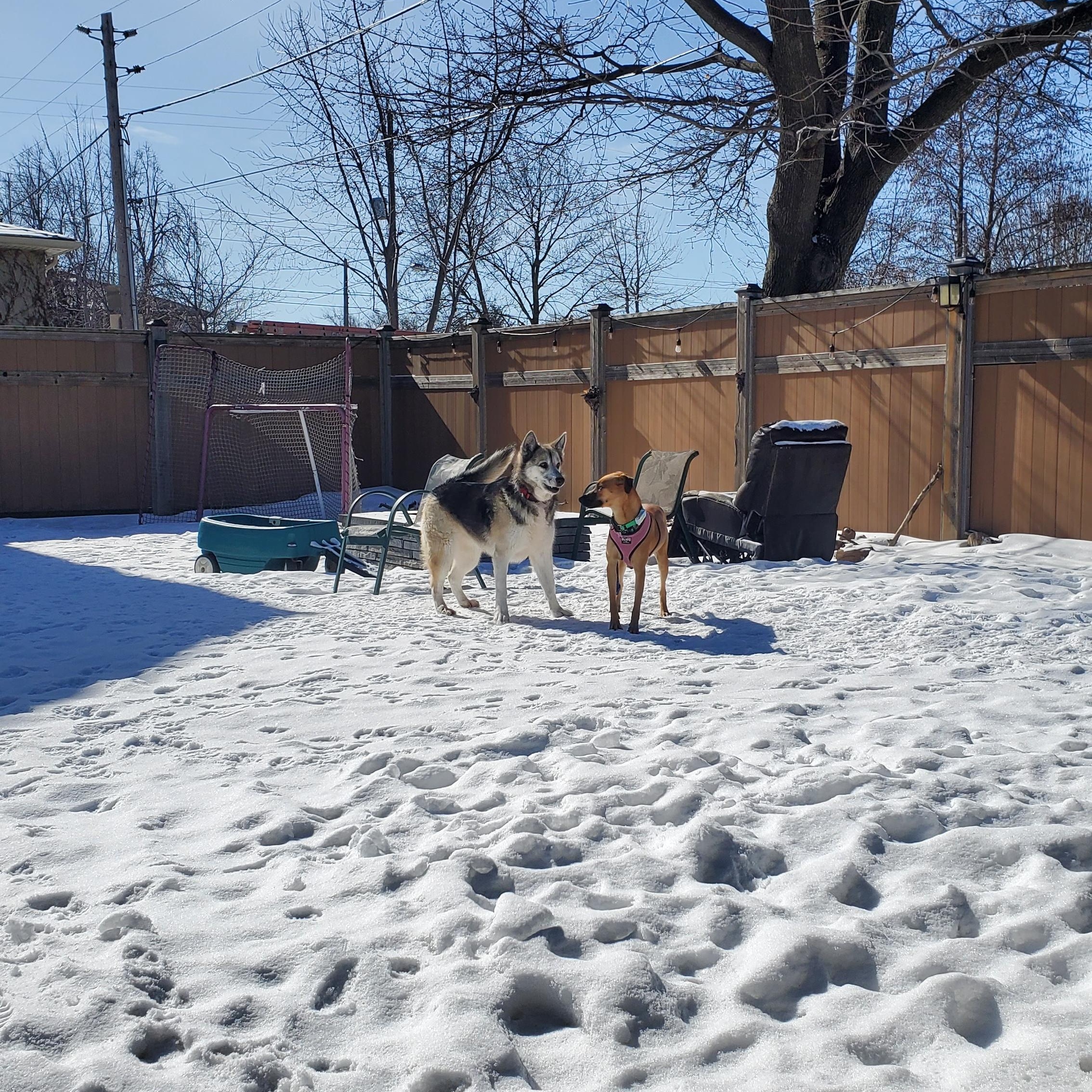 Enlarge SUGARBEAR, a ADOPTABLE mixed breed in North York, ON image 4/4