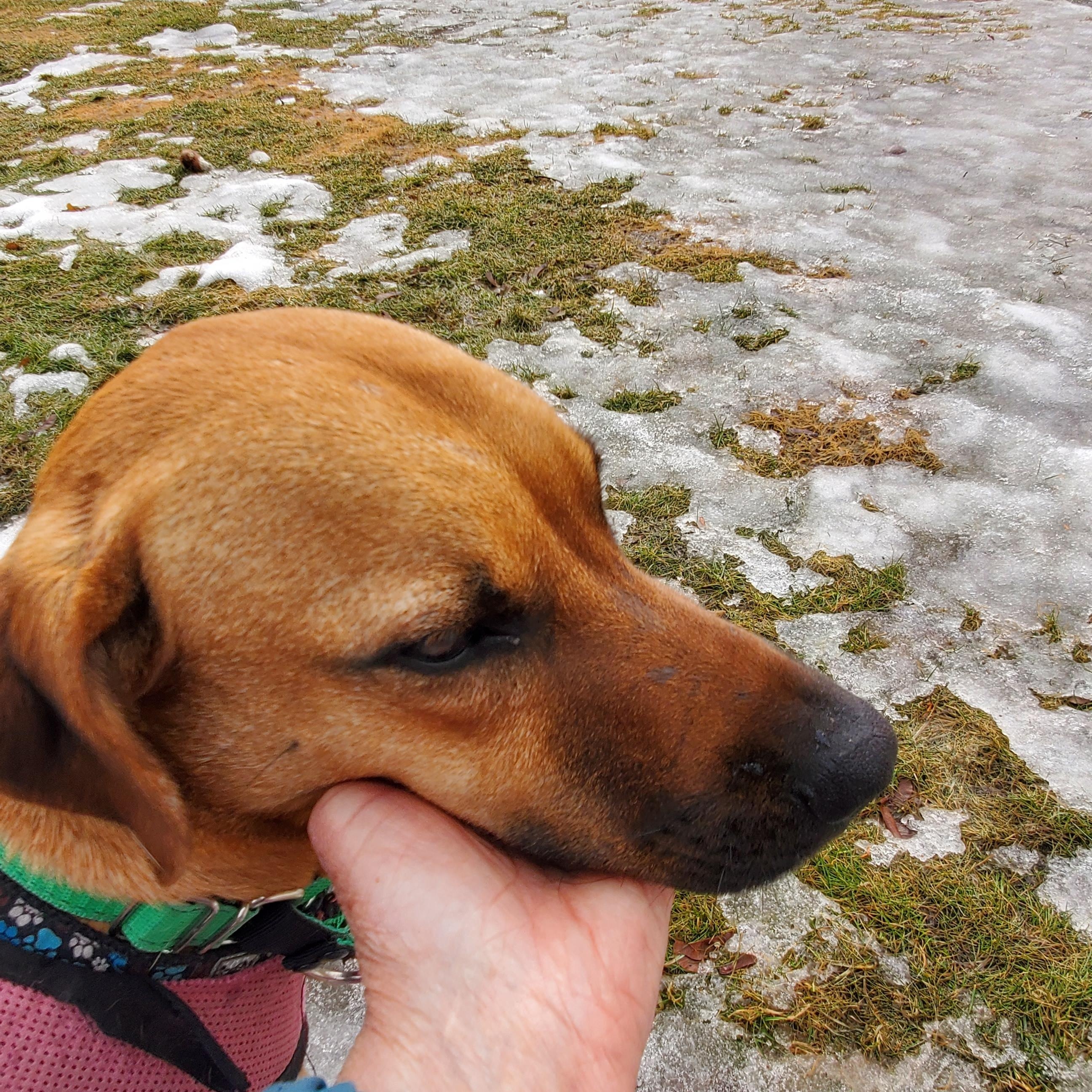 Enlarge SUGARBEAR, a ADOPTABLE mixed breed in North York, ON image 2/4