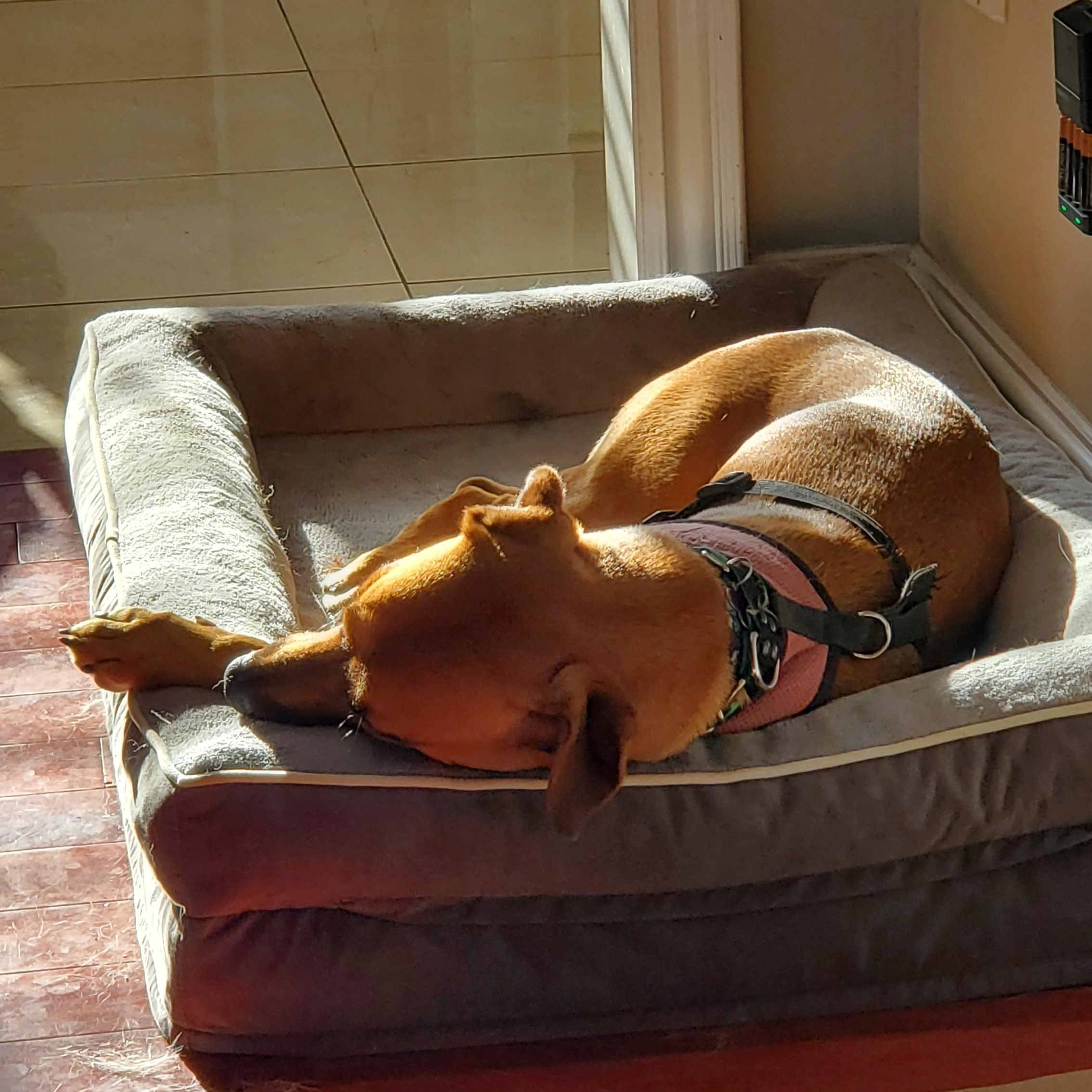 Enlarge SUGARBEAR, a ADOPTABLE mixed breed in North York, ON image 3/4