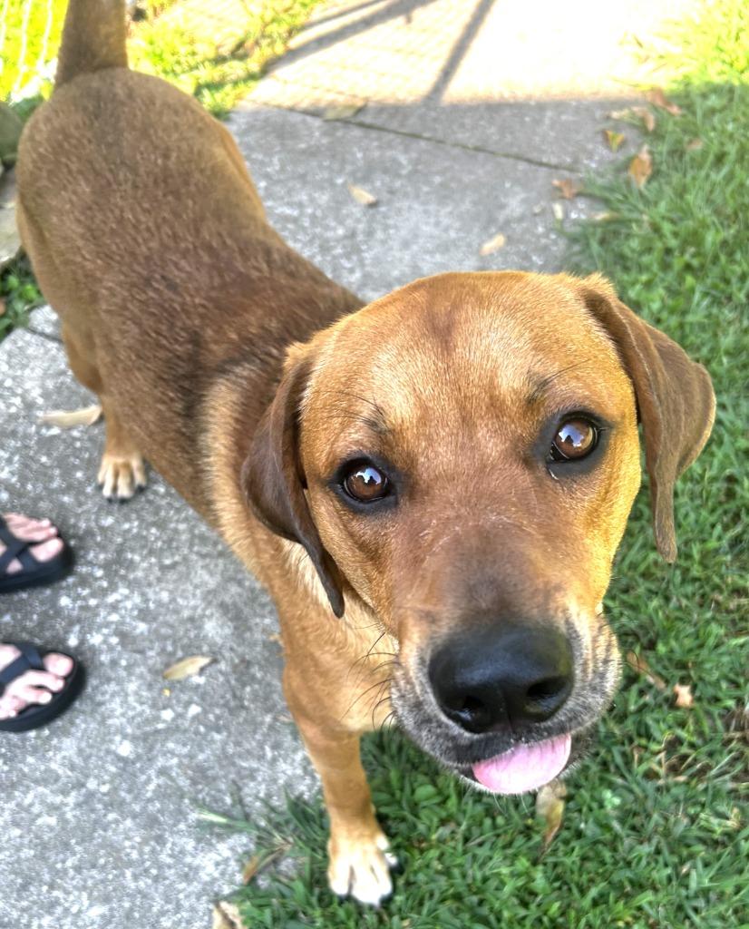 Brownie, Adoptable, Young Male Retriever.