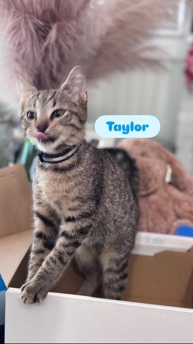 Taylor