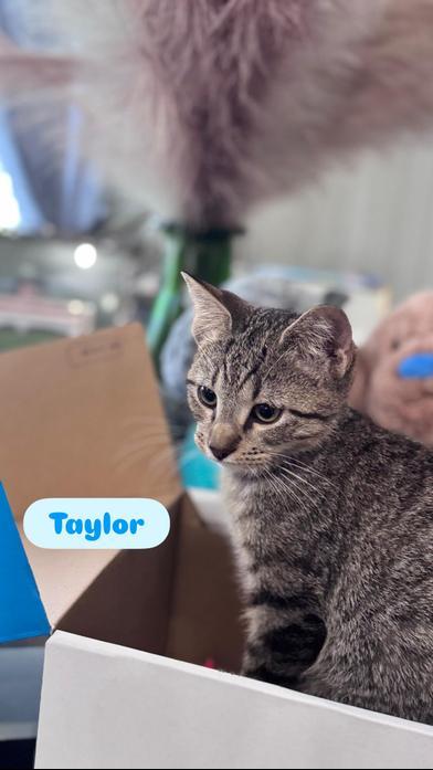 Taylor